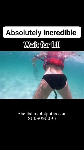 Shell Island Dolphin Tours | Panama City Beach #viral #shorts #fyp #dolphin #familyvacation