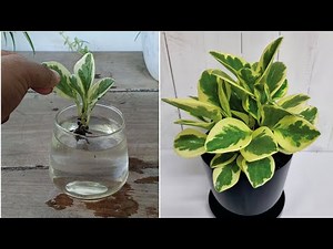 How to grow Peperomia plant from cuttings | Peperomia propagation