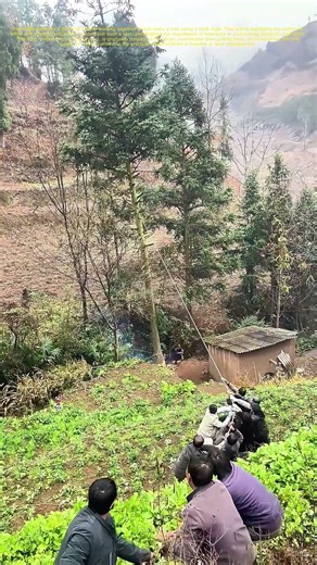 Pulling Power: How Teamwork Fells a Tree