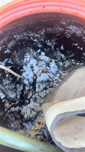 1.9K views · 8 comments | Farming & gardening are so much about thinking outside the box & applying problem solving to novel situations. It’s also so much fun! I love finding simple solutions that require nothing but what’s on hand to Macgyver a way ;) | The Permaculture Student | Facebook