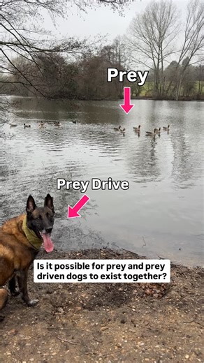 K9 COACH | Dog Behaviour on Instagram: "(What to do to stop your dog chasing 🦆🐈🐿️) If you wanna walk past animals calmly before the spring babies pop out, here’s your 3 step checklist for you to start on your next walk- if you just do this I promise you’ll stop the chasing: 1. Recognise when your dog is about to bolt (it’s way before you would guess) 2. Go to places with prey - no more avoiding - keep repeating to your dog that animals = stay with your human 3. Commit to 2 - consistently, unw