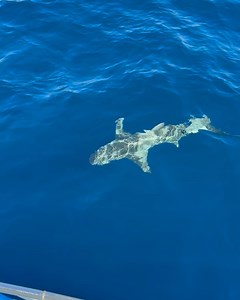 86 reactions | Jupiter Dive Center on Reels | Facebook