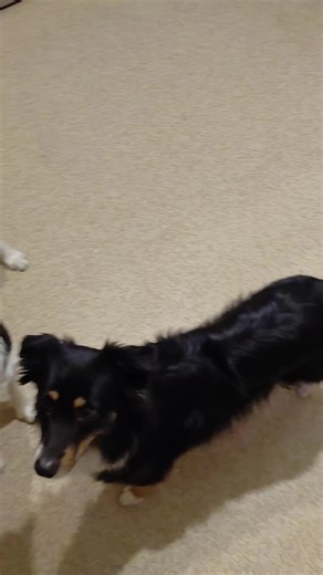 They love their treats! #goodboy #goodgirl #bordercollie #dogs #minialstrallansheperd