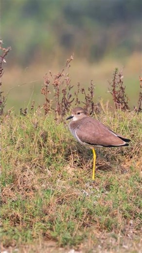 185.White tailed Lapwing