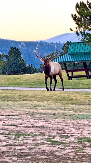 This bull elk owned the local golf course and around 100 cows in his harem in Estes Park, Colorado. #bullelk #elkrut #bugle #coloradowildlife #untamednature #wapiti #wildlifereels #bigbull #canonuser #foryoupageviralジ | Stephen Branum