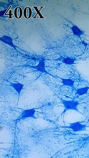 NEURONS UNDER THE MICROSCOPE🧠🔬