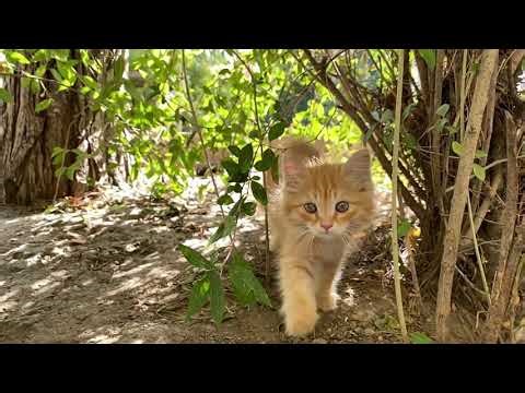 Visual Studio Code for IBM i - Download and Install for AS400 SEU Programmers