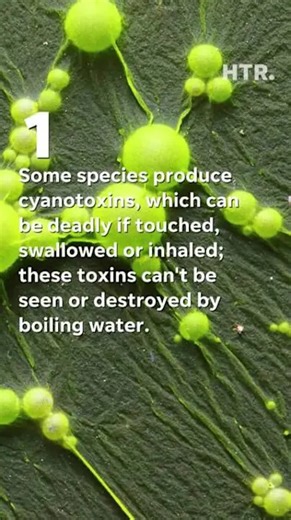 Blue-green algae: Risks, benefits and why they're misunderstood