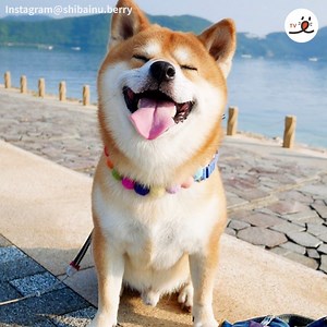 9.4K views · 1K reactions | Hi-tension Shiba-kun with his bright smile | PECO | Facebook