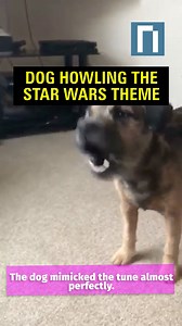 79K views · 165 reactions | You go, good boy! | Nostalgia | Facebook