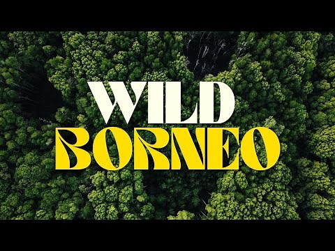 WILD BORNEO | Jungle Safari River Cruise in Borneo | 4K CINEMATIC