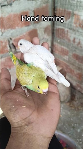 Hand Taming My Baby Budgies! 🦜 (Itna Pyar?) #shortvideo #birds #budgie #viral