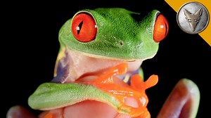 94K views · 897 shares | Meet quite possibly the world's most iconic frog! #bravewilderness | Coyote Peterson | Facebook
