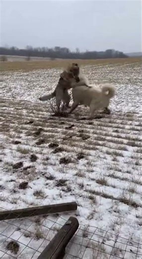 Wolf vs Livestock Guardian Dog: Intense Farm Protection!