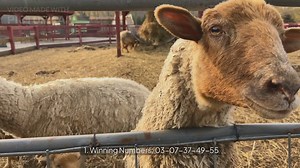 North Carolina Lottery Results for December 27, 2024: Mega Millions, Lucky For Life, Pick 3 & Mo