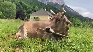 Une vache aussi peut manier des outils