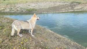360K views · 2.5K reactions | On recompose doucement la meute après le décès d'Izaak , aujourd'hui le jeune Rahan gère 7 des 9 femelles de ce groupe à mes côtés ❤️, il nous reste encore du boulot mais on y croit 爛爛 | Elevage des Loups d'Akairo - Chien loup tchécoslovaque | Facebook