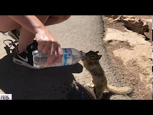 لن تصدق كيف يطلب هذا السنجاب المتخالى عنه المساعدة مشهد تقشعر له الأبدان.. ...!!!