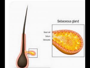 sebaceous glands & their function