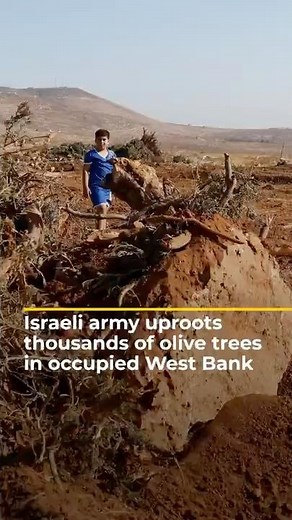 Israeli military uproots thousands of Palestinian olive trees in West Bank | AJ #shorts