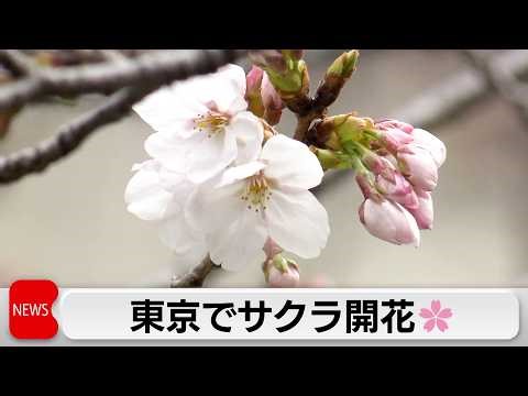 The Japan Meteorological Agency has announced that Somei Yoshino cherry blossoms have started blo...