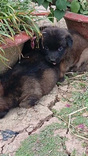 so funny puppy#adorablepuppy