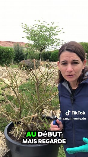 Comment sauver un citronnier sans feuilles? Je te montre l’évolution d’un citronnier qui avait gelé et que j’ai taillé pour le sauver. Tu peux retrouver la vidéo sur le sujet pour t’aider. #citronnier #plante #citron #sauver #soins #taille #cut #couper #tailler #citrone #citrus #vegetable #evolution #croissance #tutorial #astuces #fy #fyp #pourtoi