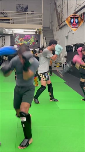 A ferocidade animal pura no meio do treino de luta! O que será que o mandril está dizendo?