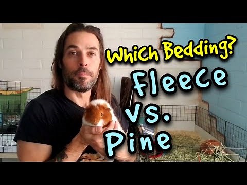 What is the Best Guinea Pig Bedding? Fleece vs Pine