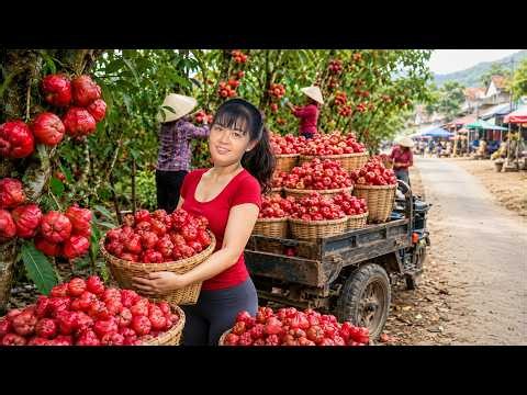 Timelapse - 360 Days Red Rambai Harvest | 3-Wheeled Truck to Village Market