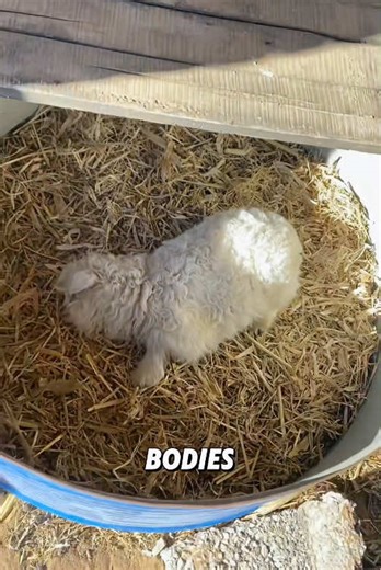 Understanding Fainting Goats: A Fun Look at This Unique Trait