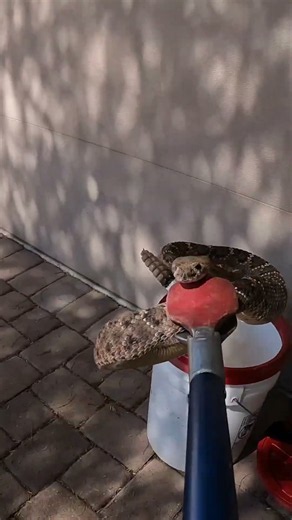 Catching a rattlesnake, gently and safely. The tongs, when used properly like this, allow us to quic