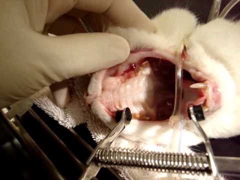 Feline Tooth Abscess