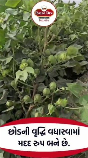 ફાર્મિંગ #farming #organic #trending #trendingshorts #shorts #shortvideo