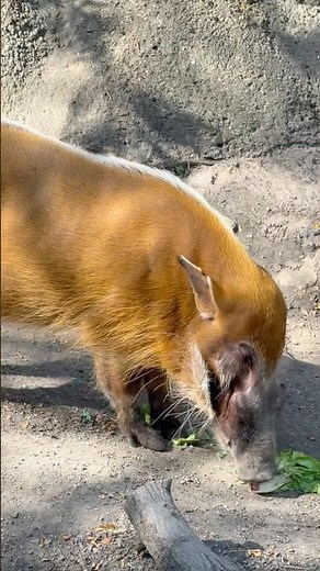 Red River Hog eating in the sun 🌞 | Wild African pig with bright red fur #animals #zoo