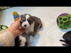 F1b Aussalier puppies 4 weeks old