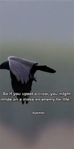 Can Crows REALLY Remember Your Face? 🪶