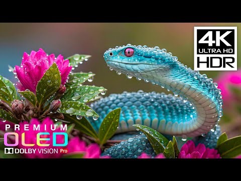 Most Breathtaking 4K HDR 60FPS🌿Dolby Vision (8K/4K Video TV)