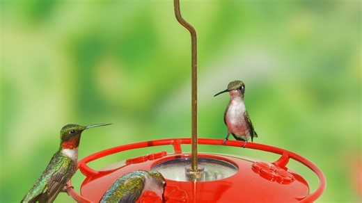 When do hummingbirds leave South Carolina? What to know about the birds' migratory habits