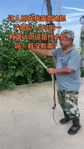 有谁认识这是什么蛇吗？##捕蛇能手 #夏季防蛇🐍 #蛇的种类大全