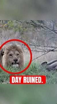 4 Moments Animals RUINED Peoples Days