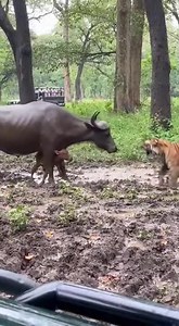 Tiger Ambushes Buffalo in Muddy Clearing Before Herd Rushes In to Drive Predator Away Kaziranga National Park, India — A safari group witnessed an extraordinary wildlife confrontation when a Bengal tiger launched an attack on a lone water buffalo, only for the buffalo’s herd to charge in moments later and drive the predator off. The intense encounter, captured from just yards away, shows the raw power and unpredictability of big-cat hunts in the park’s dense forest terrain. The video opens with 