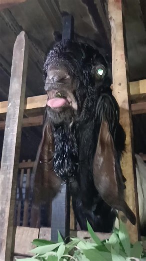 tulong solusine wedus ngene iki pie cah😭 #fyp #ngarit #sarjanapengaritan #peternakmuda #tukangngarit