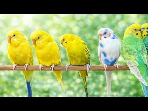 8 Hours of Happy Parakeet Sounds • Bird Chirping for Calm & Happiness 🐦💚