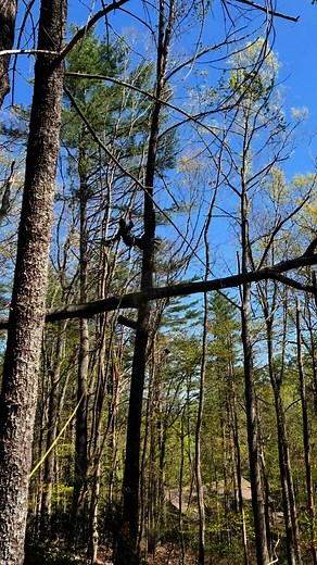 Cutting out a tree that was lodged in this tree widow makers are scary!! #allaroundtreeservice #thisishowwedoit #treelife #protos #sthil #climbing #riskybusiness | All Around Tree Service NC, LLC