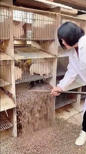 Cleaning process of rabbit cages
