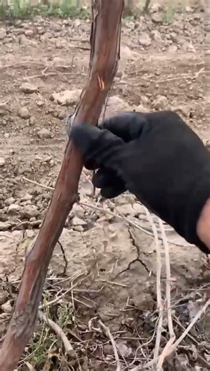 Green shoot thinning