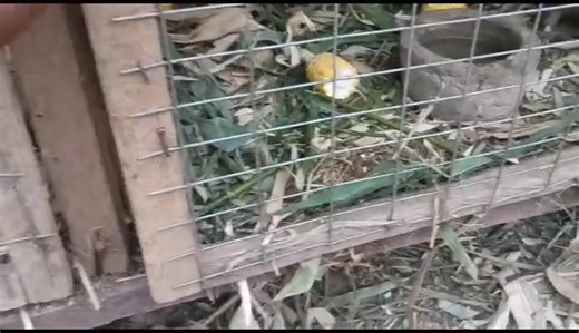 Feeding Time at Golden Integrated FARMS! Our grasscutters are enjoying a healthy corn meal and they love it! 😋 ✅ Benefits of feeding corn to grasscutters: Boosts energy and supports rapid growth 💪 Improves body weight and meat quality 🍖 Enhances overall health and productivity 🌿 Healthy feed = Healthy animals = Profitable farm 👌 Please like share and follow Golden Integrated FARMS #GoldenIntegratedFARMS #GrasscutterFarming #CornFeeding #HealthyAnimals #ProfitableFarming | Golden Integrated 