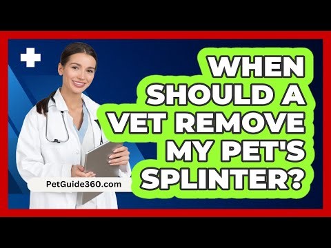 When Should a Vet Remove My Pet's Splinter?