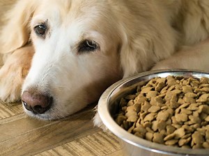 10 Best Foods For A Sick Dog That Won't Eat (Care & Feeding Tips)